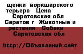 щенки  йоркширского терьера › Цена ­ 10 000 - Саратовская обл., Саратов г. Животные и растения » Собаки   . Саратовская обл.